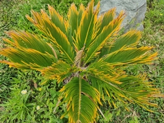 Cycas revoluta