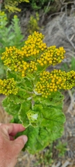 Senecio rigidus