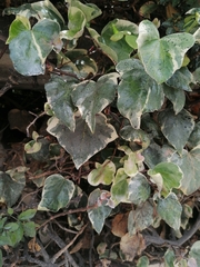 Hedera