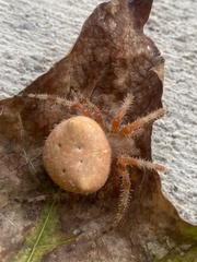 Araneus gemmoides