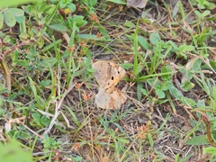 Junonia hierta