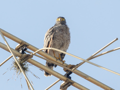 Rupornis magnirostris