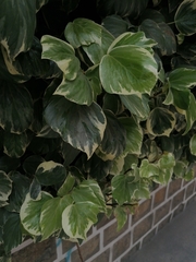 Hedera