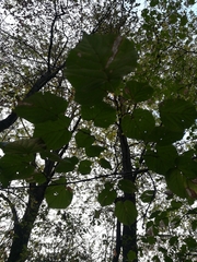 Tilia cordata
