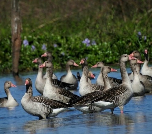 Greylag Goose