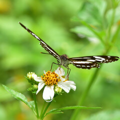 Limenitis sulpitia