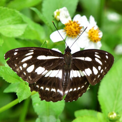 Limenitis sulpitia