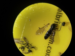 Platycheirus albimanus