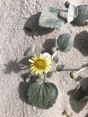 Arctotheca populifolia