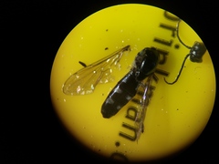 Platycheirus albimanus