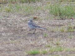 Motacilla alba