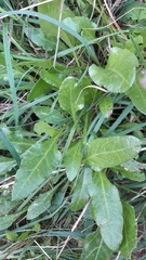 Beta vulgaris