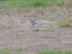 Motacilla alba