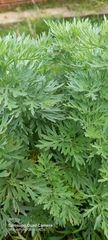 Artemisia sieversiana