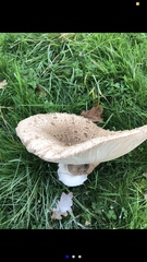 Macrolepiota procera