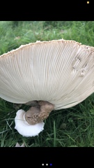 Macrolepiota procera