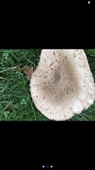 Macrolepiota procera