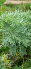 Artemisia sieversiana