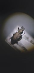 Bembidion recticolle