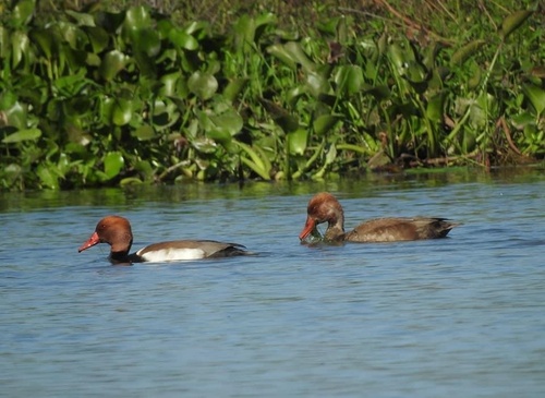 Red-crested Pochard