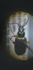 Bembidion corgenoma