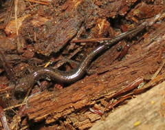 Plethodontidae