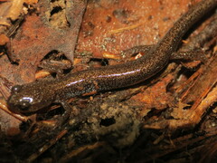Plethodontidae