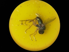 Chrysotus neglectus