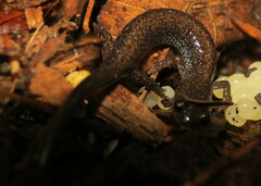 Plethodontidae