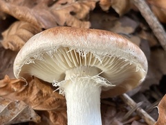 Leucocortinarius bulbiger