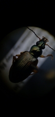 Bembidion corgenoma