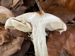 Leucocortinarius bulbiger