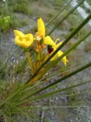 Bobartia longicyma magna