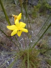 Bobartia longicyma magna