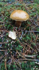 Suillus variegatus