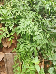 Jasminum officinale