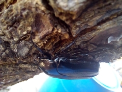 Scarabaeidae