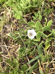 Geranium incanum