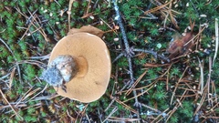 Suillus variegatus