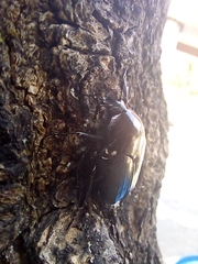Scarabaeidae