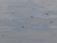 Aquarius paludum