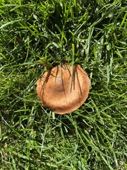 Lactarius camphoratus