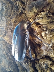 Scarabaeidae