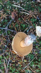 Suillus variegatus