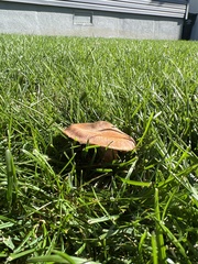 Lactarius camphoratus