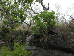 Ficus abutilifolia