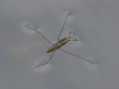 Aquarius paludum