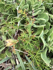 Geranium incanum