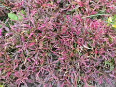 Alternanthera sessilis