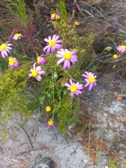 Senecio umbellatus